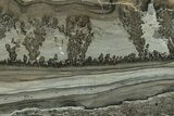 Triassic Aged Stromatolite Fossil - England #327008-1